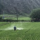 뉴스팜 | [뉴스팜리포트] 때 놓친 잡초 방제 후기 제초제로 해결