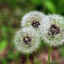 민들레홀씨 이미지