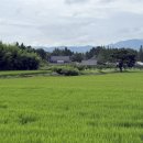 대남통닭 - 경주시 금성로 295 | 대남통닭