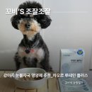 오르헬스케어 | 강아지 눈물자국 영양제 고민이라면 차오르 루테인 플러스 솔직후기
