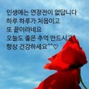 인셀덤블링블링뷰티