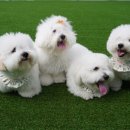 멍균관대 이미지