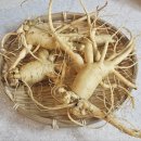 강화인삼협동조합 | 원기회복에 좋은 보승인삼사 6년근 풍기 인삼 추천