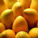 초록망고 이미지