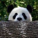 빼꼼