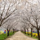 2017.4.13(목) 안양천 벚꽃 놀이 갑니다. 이미지
