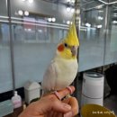레인보우 앵무카페