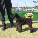 정원 퍼피 하우스 이미지