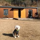 반려동물의류및용품제작(야간) | 용인애견운동장 | 테일45 프라이빗 B 대관 및 소형견 운동장 이용후기