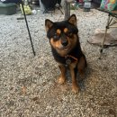 장중은농장 | 충주호 카누캠핑장-탁 트인 명당자리추천&amp;솔직후기(feat.왕지네,사슴,고라니)