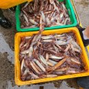 사랑구이 | 총알오징어구이 독도사랑 추천 후기