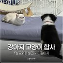 강아지와 고양이 | 강아지 고양이 합사 방법 후기 f.성묘와 대형견 새끼강아지