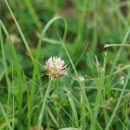 선토끼풀 Trifolium hybridum L. 이미지