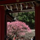 하우스테보스/후쿠오카 카멜리아 이미지