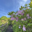 소백산계곡민박 | [충북 단양] 소백산 철쭉 종주 - 죽령 ~ 비로봉 ~ 국망봉 ~ 늦은맥이재 ~ 어의곡 주차장 : 내년에 또 만나!