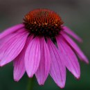 에클레시아 이미지