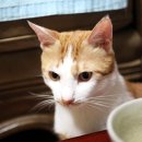 멍둥이 이미지