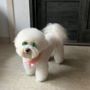 애견용품 창고형 할인매장 이미지
