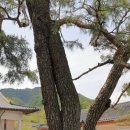 순흥의 연리지송 이미지