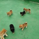 수원시바견