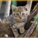 고려동물병원 이미지