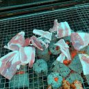 더바른 농장 이미지