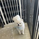 뽀숑그루밍 이미지