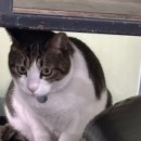 크로스핏 카고 이미지