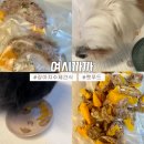 [반려견] 맛있는 강아지수제간식 추천 | 여시까까 : 단호박메추리오븐말이 후기