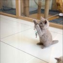 캣스토리 이미지