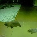 뽀시래기 이미지