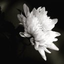 네일365 - 고양시 일산서구 중앙로 1456 | 네일365