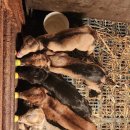 쭈쭈농장 이미지