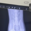 쿨펫동물병원(탄방점) 네이버블로그