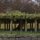 향나무로 이미지