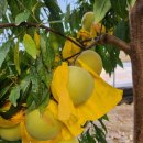 농업회사법인 주식회사 광산 이미지