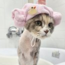 잔다냥 성남점 이미지