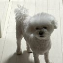 아이몽 애견 유치원 이미지