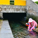 샛도리물 이미지