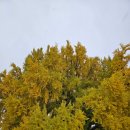 지리산약초장어푸른솔가든 | 원주 장어맛집 문막 반계리 소금산그랜드밸리 맛집 단체식당 지리산약초장어푸른솔가든 추천