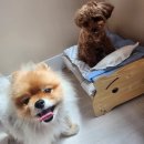 호텔 로 | 멍그니엘 애견호텔 호텔링 후기_로하와코코