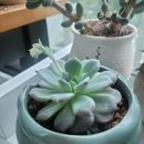서진이네 초록이🌱 이미지