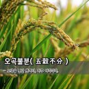 ㈜주왕 | 오곡불분(五穀不分) - 오곡을 분간 못하다, 아주 어리석다.
