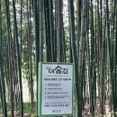 섬진강대나무숲길 이미지