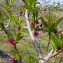 산유화농장 이미지