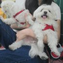 디어마이메이플(Dear my Maple) 이미지