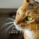 고양이 수염 이미지