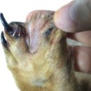 분당 아마존 동물병원 이미지