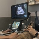 하태흥반려동물의료센터 | 대구 고양이 전문 수의사가 있는 24시 동물병원 바른동물의료센터 종합건강검진 후기