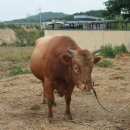 상기농장 이미지